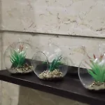 Doma 2 杰拉